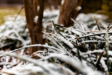 Closeup shot of conifer tree branches covered in snow