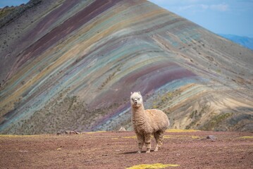 An Alpaca standing on the edge of a mountain and watching the Palccoyo mountains in Peru