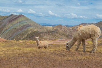Naklejka na ściany i meble Alpacas standing on the edge of a mountain and watching the Palccoyo mountains in Peru