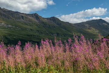 Obraz premium Breathtaking view of the fireweed flowers in Tour Du Mount Blanc in a green landscape