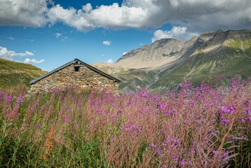 Fototapeta na wymiar The fireweed flowers in Tour Du Mount Blanc in a green landscape with a house made of stones