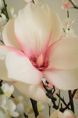 White and Pink Color Flower