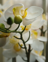 White and Pink Color Flower