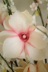 White and Pink Color Flower