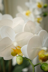 White and Pink Color Flower