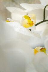 White and Pink Color Flower