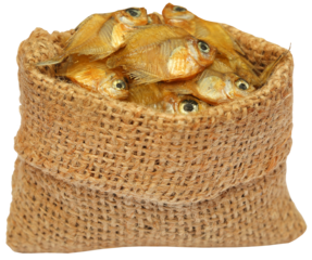 Dried Elongate glassy perchlet