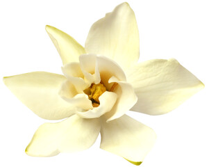 Fototapeta na wymiar Gardenia or Gondhoraj flower of Southern Asia