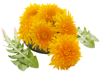 Medicinal dandelion