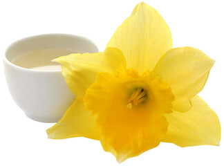 Flower daffodil with extract in a bowl
