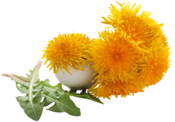 Medicinal dandelion leaf