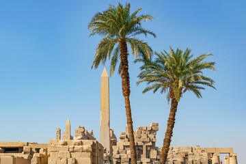 Tall green palm trees in front of Karnak temple on blue sky background in Luxor, Egypt