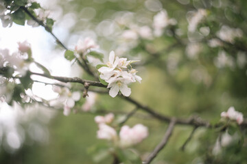 Spring banner, branches of blossoming cherry against background of blue sky on nature outdoors. Dreamy romantic image spring, landscape panorama, copy space.