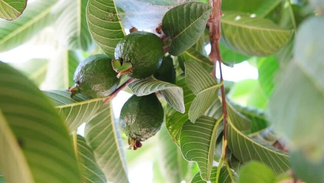 Ripe guava on a tree branch with green leaves