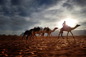 Beautiful shot of a person driving camels in a desert
