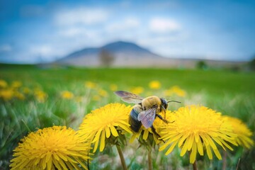 Close-up shot of a bee on dandelion flowers © Jsnod/Wirestock Creators