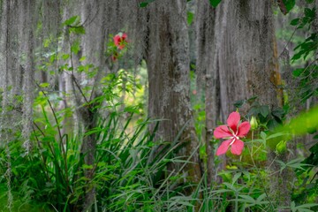 Close-up shot of Magnolia flowers growing in the woods