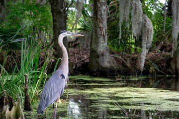 Close-up shot of a gray heron standing by a mossy pond