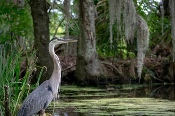 Close-up shot of a gray heron standing by a mossy pond