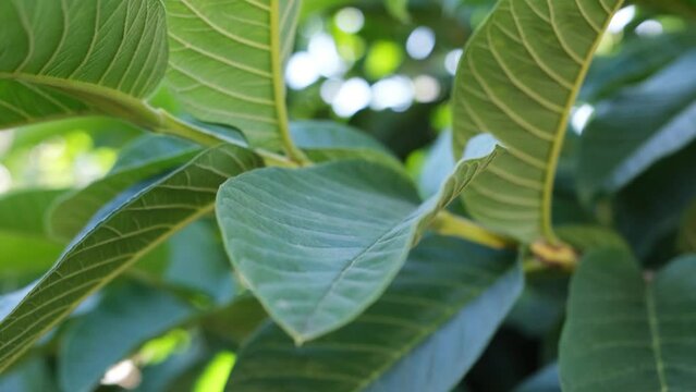 Guava leaves on the tree under the sunlight.