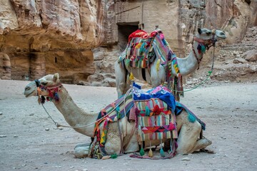 Camels standing against old ruins in Petra, Jordan