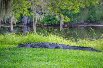 Side view of American alligator sunbathing on lush green shore in Magnolia Plantation and Gardens