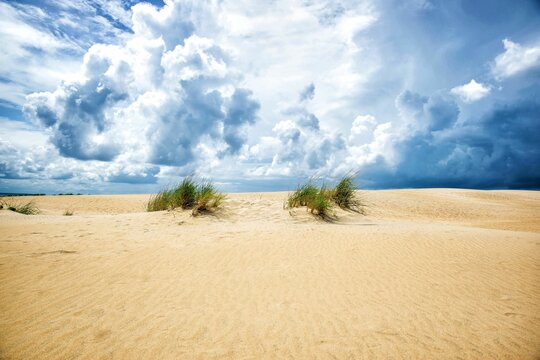 Beautiful shot of bushes growing on sand dunes Kill Devil Hills in North Carolina