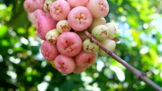 Wax apple, Syzygium Samarangense, java apple, Semarang rose apple, wax jambu.