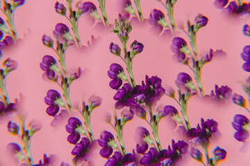 Purple flowers on a pink background. Floral background. Flat lay, top view. Kaleidoscope effect.