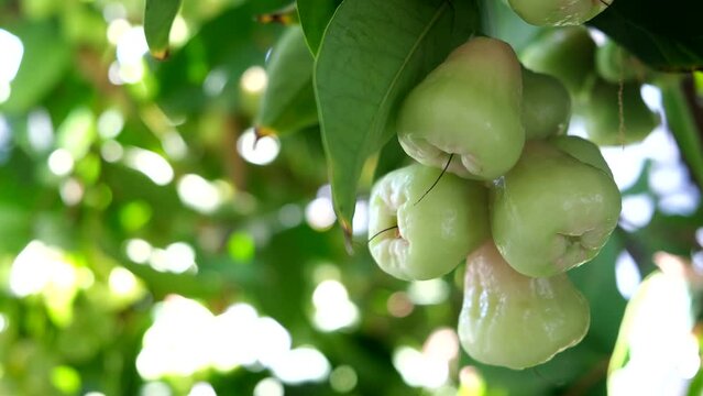 Wax apple, Syzygium Samarangense, java apple, Semarang rose apple, wax jambu.