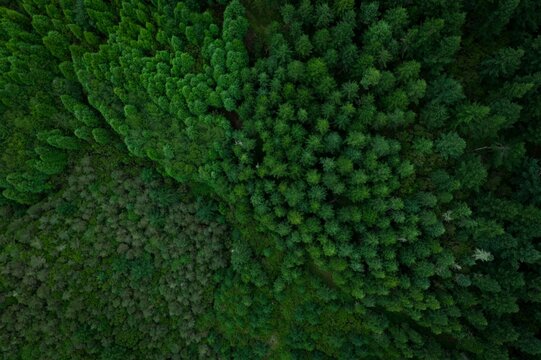Aerial view over road in a green forest, colorful landscape with roadway, pine trees, Madeira Island © Leandro Pita/Wirestock Creators
