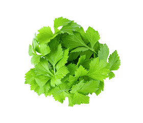 fresh celery leaf isolated on transparent png