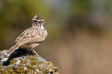 The crested lark or Galerida cristata common small grey brown bird on the green sunny background.