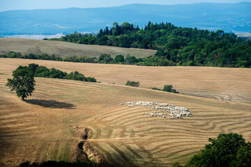 Obraz premium Tuscan landscape of the Sienese hills