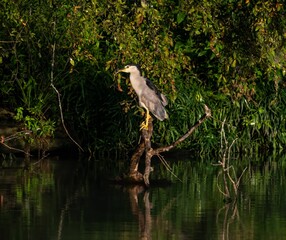 Closeup of a black-crowned heron reflected on the water