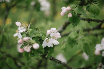 Spring banner, branches of blossoming cherry against background of blue sky on nature outdoors. Dreamy romantic image spring, landscape panorama, copy space.
