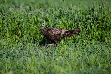 Closeup of a wild turkey walking in green grass