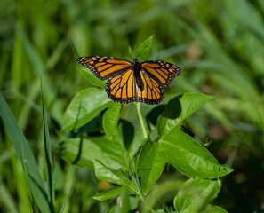 Closeup of a Monarch butterfly perched on a green leaf in sunlight