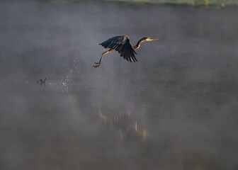 Scenic shot of a Great Blue Heron bird flying close to a lake with a thin fog