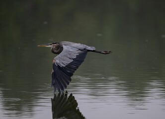 Beautiful blue heron flying over the lake with reflections on the water