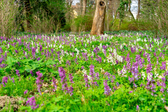 Corydalis cava wild flower forest meadow in Sarvar arboretum