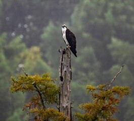 Shallow focus shot of an Osprey perched on the tree branch on a foggy day