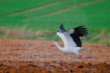 a beautiful stork starts to fly over the field