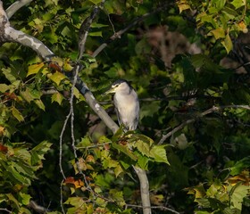 Black-crowned night heron (Nycticorax nycticorax) on a green tree