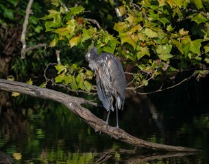 Great blue heron (Ardea herodias) on a green tree