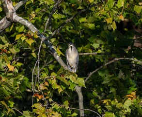 Black-crowned night heron (Nycticorax nycticorax) on a green tree