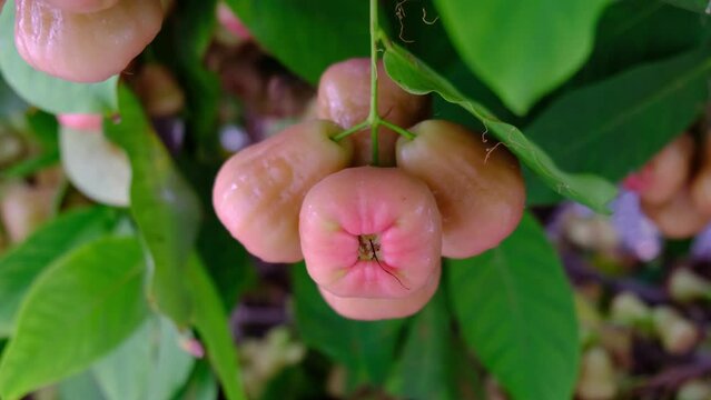 Wax apple, Syzygium Samarangense, java apple, Semarang rose apple, wax jambu.