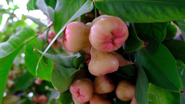 Wax apple, Syzygium Samarangense, java apple, Semarang rose apple, wax jambu.