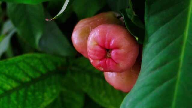 Wax apple, Syzygium Samarangense, java apple, Semarang rose apple, wax jambu.