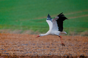 a beautiful stork starts to fly over the field